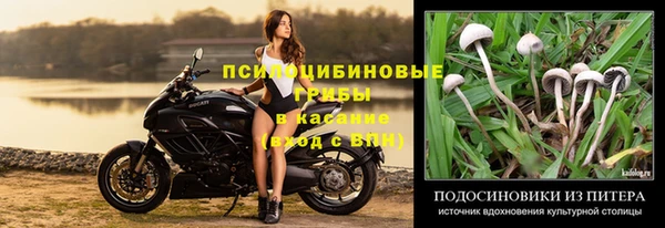 амф Новозыбков